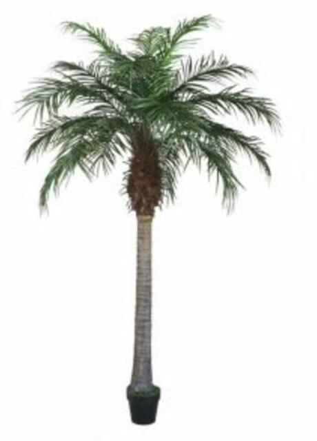Phoenix Palm 150cm