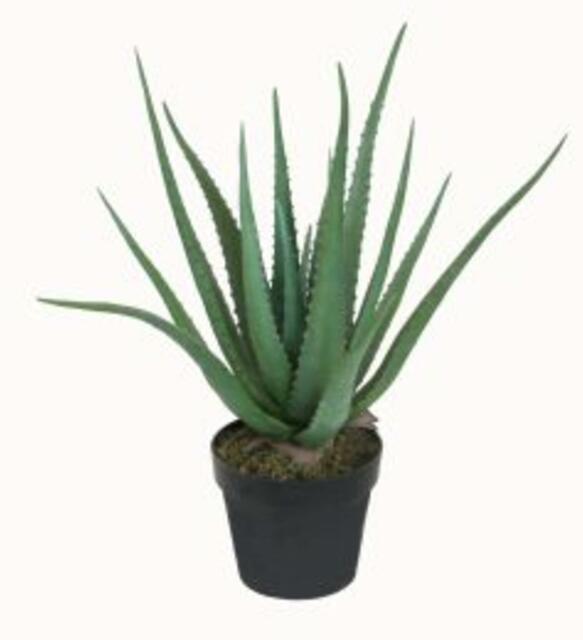 Potted Aloe 55cm
