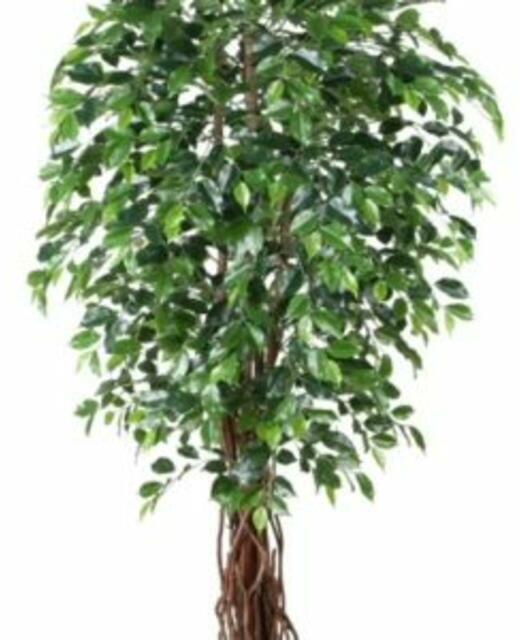 Ficus 180cm
