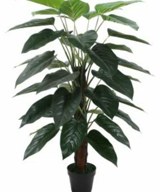 Philodendron 120cm