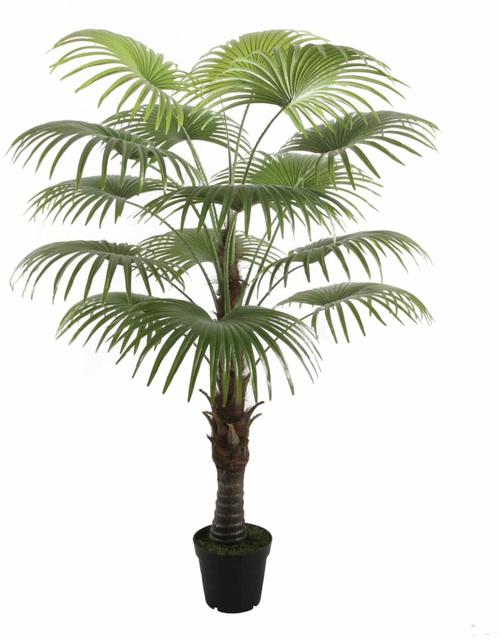 Fan Palm 180cm