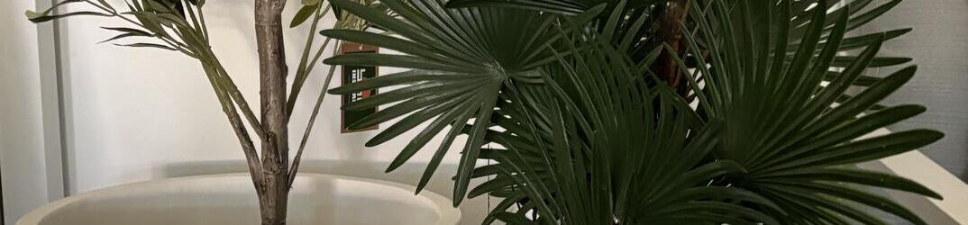 Fortuna Palm