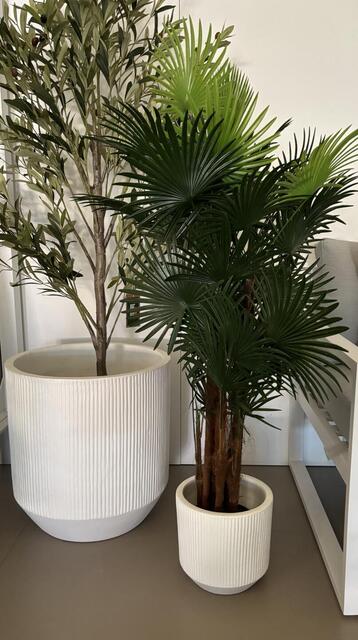 Fortuna Palm