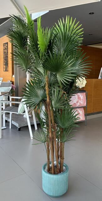 Fortuna Palm