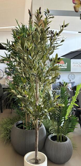 Olive Tree