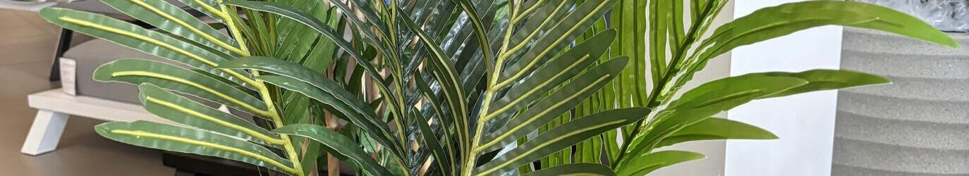 Areca Palm