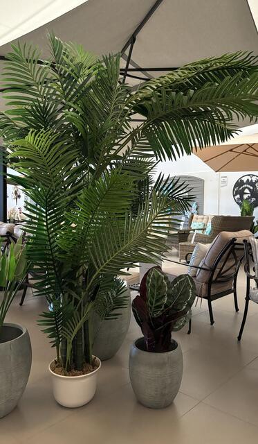 Areca Palm