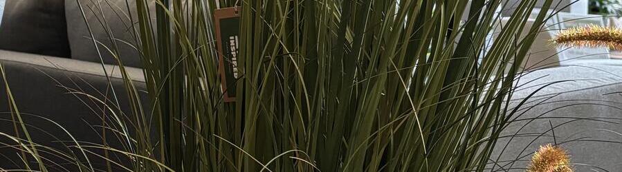 Dogtail Crooked Onion Grass Bonsai