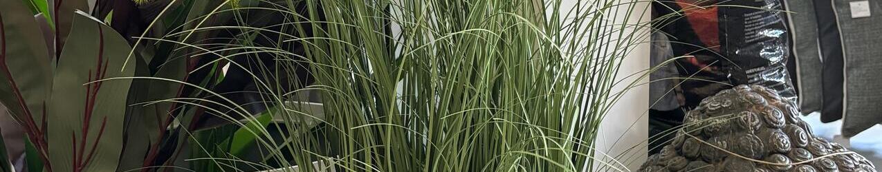 Dogtail Crooked Onion Grass Bonsai