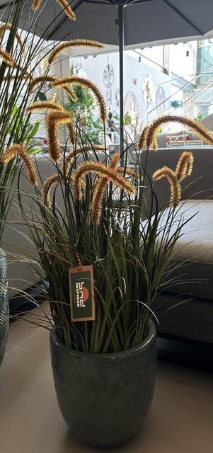 Dogtail Crooked Onion Grass Bonsai